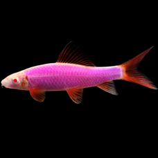 Sharks | GloFish®